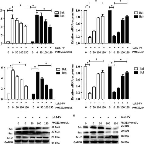 C A Receptor C Ar Antagonist Inhibited Apoptosis Of Thp Cells And