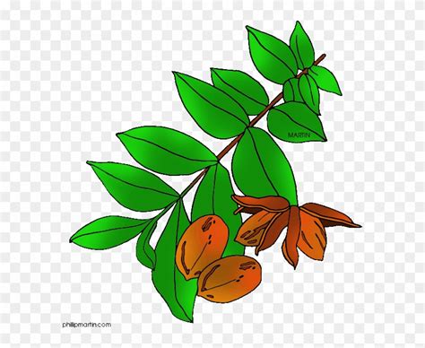 Pecan Tree Clipart Texas State Tree Pecan Free Transparent Png