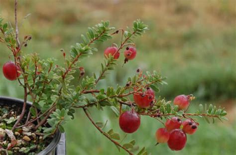 American Cranberry Vaccinium Macrocarpon Seeds Edible Hardy Fall