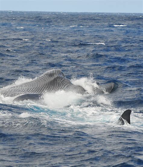 Australian voyage in search of the world’s largest creature – Australian Antarctic Program (News ...