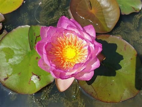 Nymphaea Queen Sirikit Water Lily Aquatic Plants Nursery