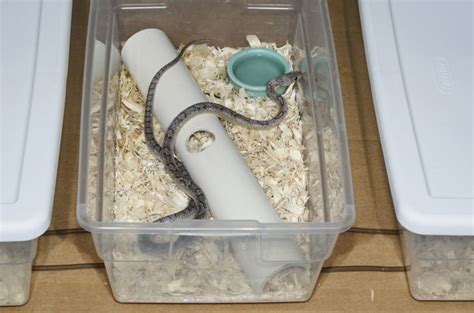 Corn Snake Habitat Setup