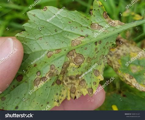 Symptoms Alternaria Blight Mustard Crop Stock Photo 1608131221 ...