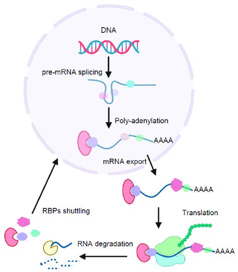 Post Transcriptional Regulation Of RNA By RNA Binding Proteins RBPs