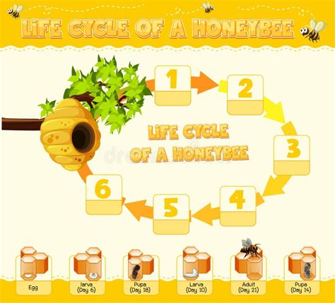 Diagram Showing Life Cycle Of Honey Bee Stock Vector Illustration Of