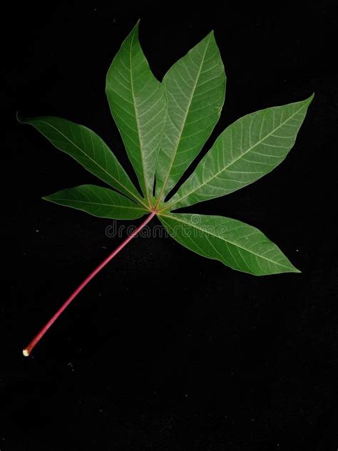 Cassava Leaves That Grow Thickly With Long Green Leaves Stock Photo