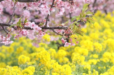 河津桜と菜の花 写真素材 4939534 フォトライブラリー Photolibrary