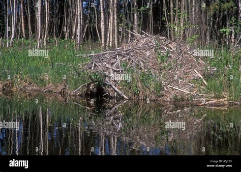 Beaver Den Stock Photos And Beaver Den Stock Images Alamy