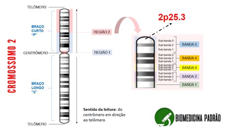 Como Ler A Localiza O De Um Gene Muta O Num Cromossomo Biomedicina