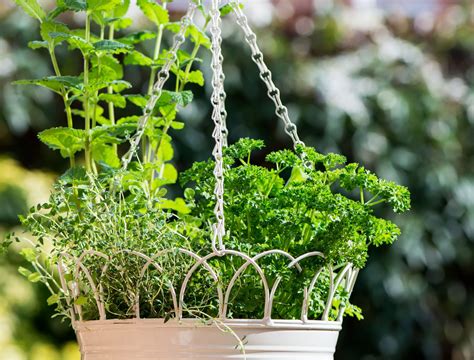 Best Herbs For Hanging Baskets