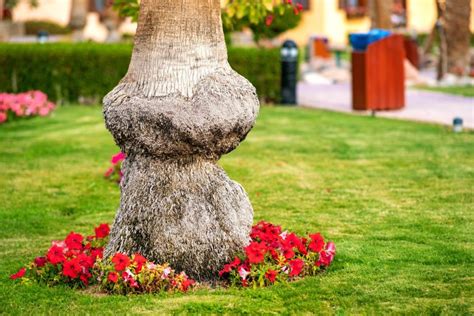 What To Do With Exposed Tree Roots Helpful Tips For 2024