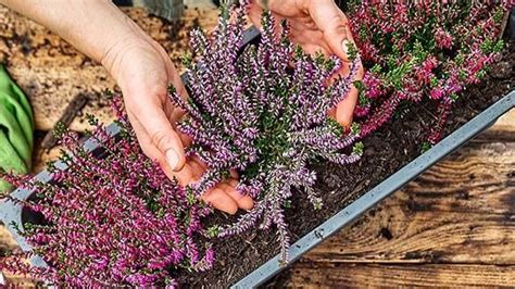 Cuidados Del Brezo Consejos Para Su Cultivo Tanto En Interior Como En