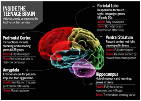 The Half Baked Adolescent Brain