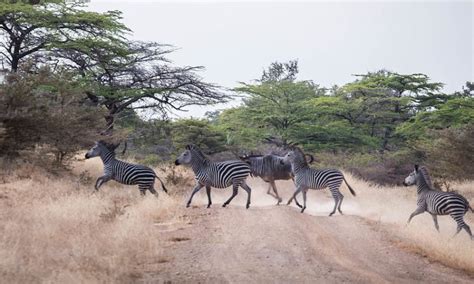 5 Days Nyerere Selous And Mikumi National Park Safari