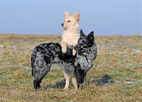 25 Herding Dog Breeds Purewow