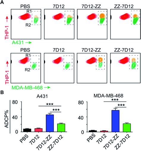 In Vitro Adcp Assays A Flow Cytometry Assays And B The