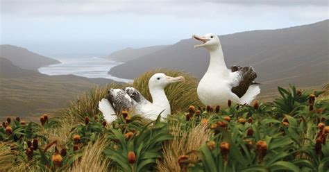 Subantarctic Islands | New Zealand