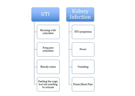 Urinary Tract Infection And Kidney Infection — Premier