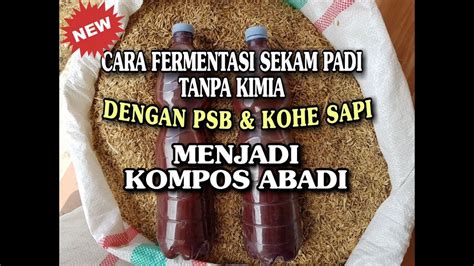 CARA FERMENTASI SEKAM PADI TANPA KIMIA DENGAN PSB DAN KOHE SAPI MENJADI