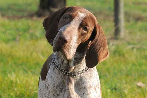 Bracco Italiano - Temperament, Lifespan, Shedding, Puppy