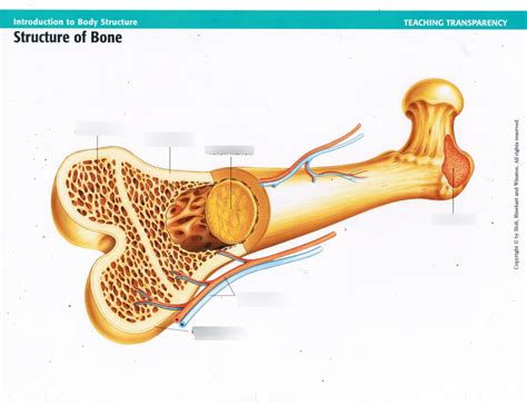 Structure of Bone Diagram | Quizlet