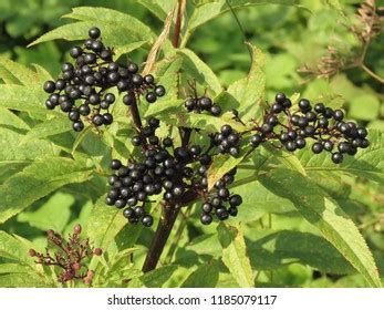 Sambucus Spp Florida Elderberry Tall Shrub Stock Photo