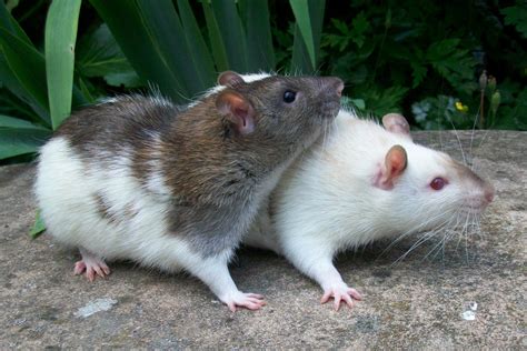 Top 10 Reasons To Have Rats As Pets Pethelpful