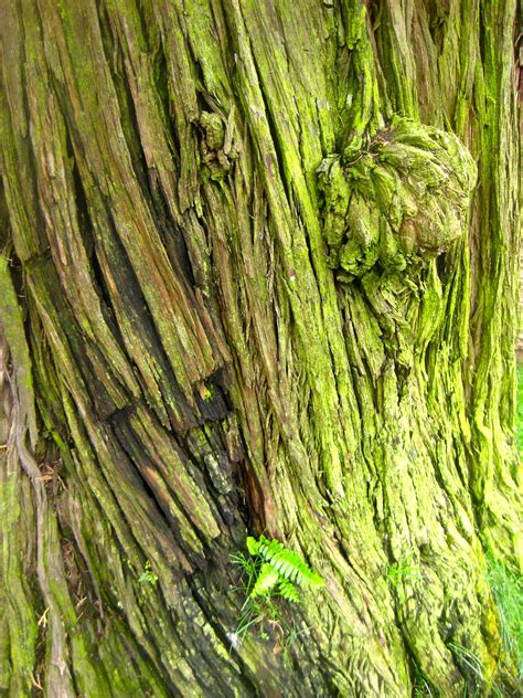 Mossy Tree With Green Moss