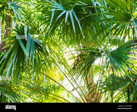 Green Palm Trees Stock Photo Alamy