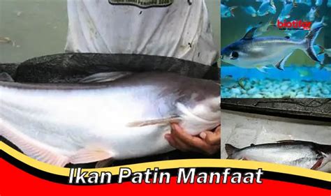 Temukan 5 Manfaat Ikan Patin Yang Perlu Diketahui Biotifor