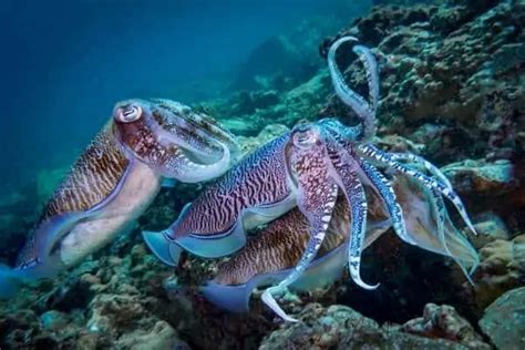 Types Of Cuttlefish Facts Pictures Wildlife Informer