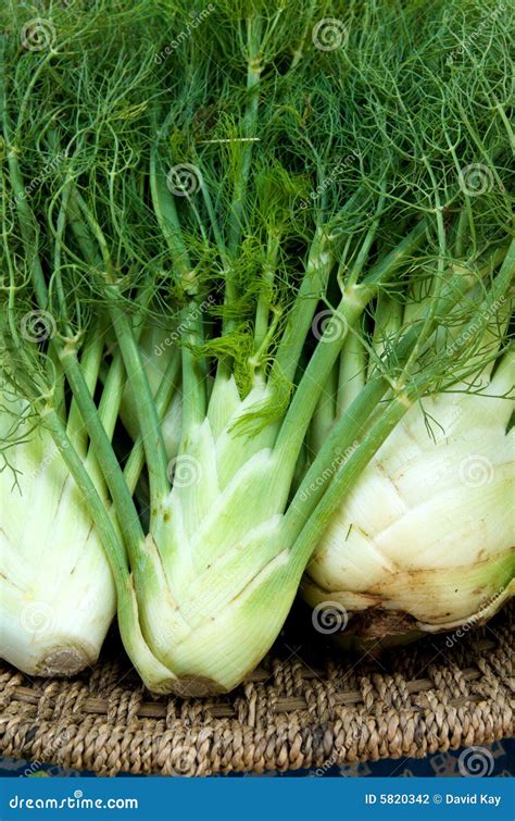 Fresh Fennel Stock Photo Image Of Cuisine Green Cooking 5820342