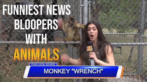 Funniest Animal Bloopers On Live Tv Funnys Bloopers Outtakes And Gag Reel