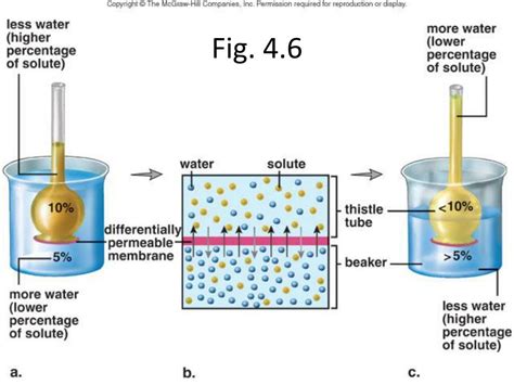 Ppt Fluid Mosaic Model Illustrated Powerpoint Presentation Free Download Id4713668