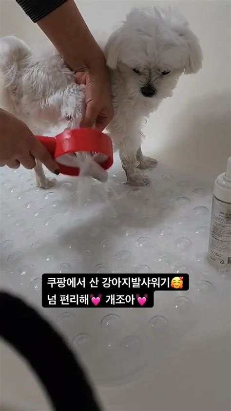 강아지발샤워기 요잇샤워기 쿠팡추천 쿠팡대란템 강아지 Puppy 반려견 강아지브이로그 Pets 강아지일상