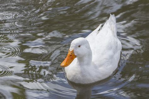 White Duck Swimming In The Water Sponsored Duck White Water