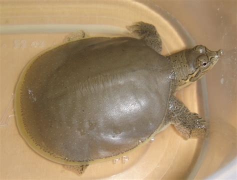 Real Turtle Out Of Shell Informacionpublica Svet Gob Gt