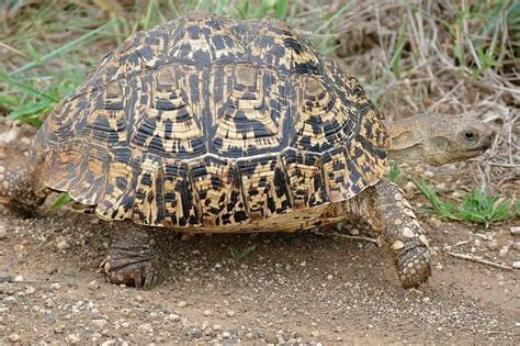 Guía completa para el cuidado de la Tortuga Leopardo