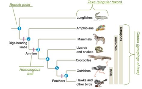 Speciation II: Allopatry, Parapatry, Sympatry (final) Flashcards | Quizlet