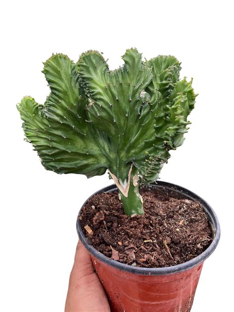 Euphorbia Lactea Crest