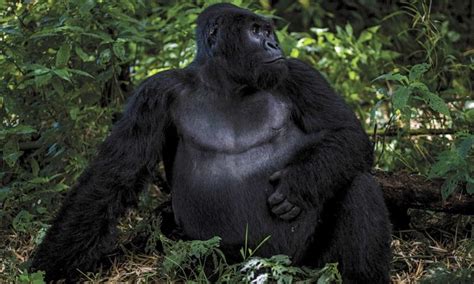 Gorilla trekking in Congo | Congo Gorilla Tours | Virunga National Park