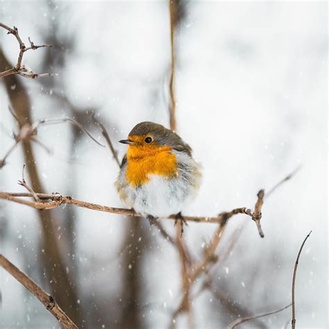 What forest animals do in winter. | Valsegg