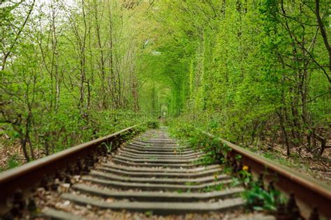 Um Caminho De Ferro Na Floresta Da Primavera T Nel De Amor Foto De