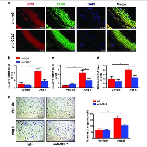 Ccl Neutralization Alleviates Ang Ii Induced M Macrophage