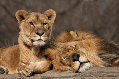 Two Old Lion Friends stock image. Image of lioness, nature - 34349077