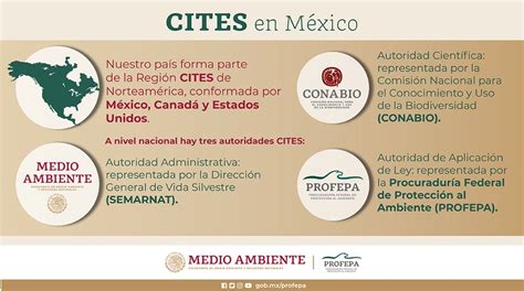 PROFEPA on Twitter México se adhirió a la CITES en 1991 y la