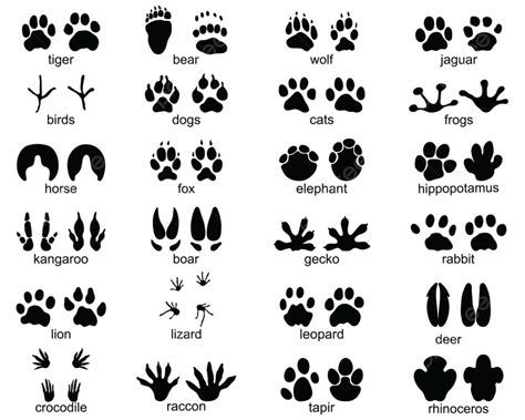 Wild Animal Footprints Vector Art Png Set Of Footprints Of Wild