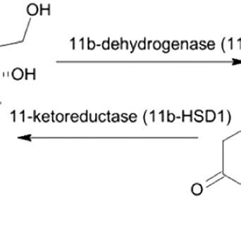 Steroid synthesis pathway Inhibition of 11β hydroxylase highlighted