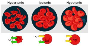 Isotonic Solutions - Definition and Examples, Importance