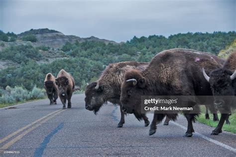 Plains Bison High-Res Stock Photo - Getty Images